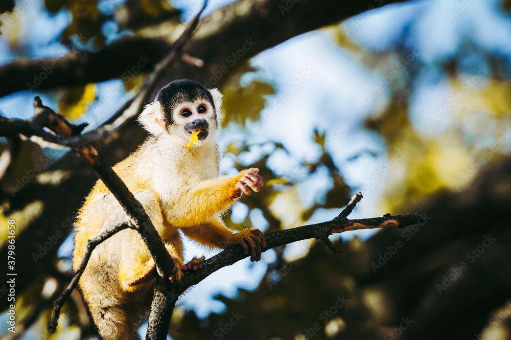 Obraz premium Petit singe saïmiri jaune à tête noire ou singe-écureuil