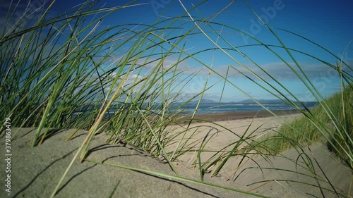 Looking at the sea through sand dunes on a sunny morning in 4K 60fps