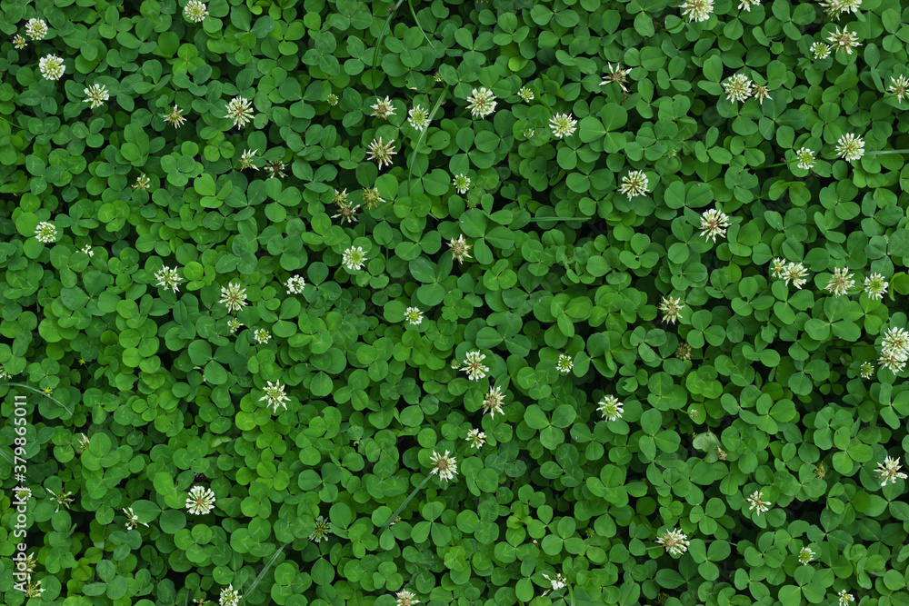 Natural green plant texture with tiny leaves and flowers. Natural green plant texture with tiny leaves and flowers.