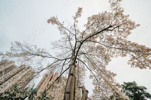 Wallpaper Mural Ceiba insignis tree Torontodigital.ca
