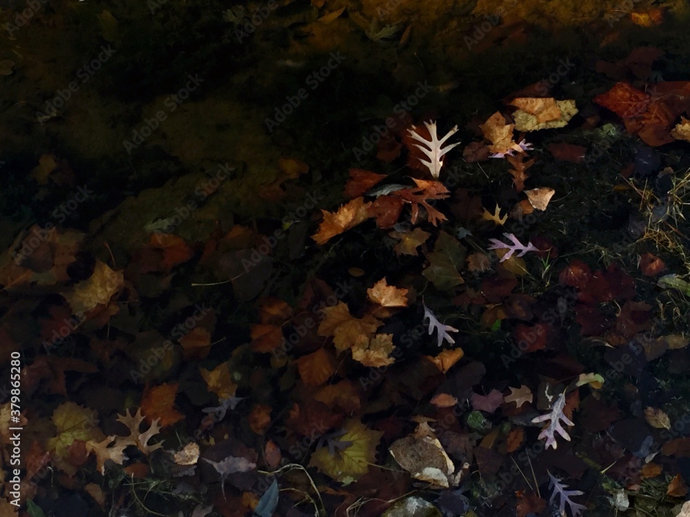 Autumn Leaves Floating In A Creek Autumn Leaves Floating In A Creek