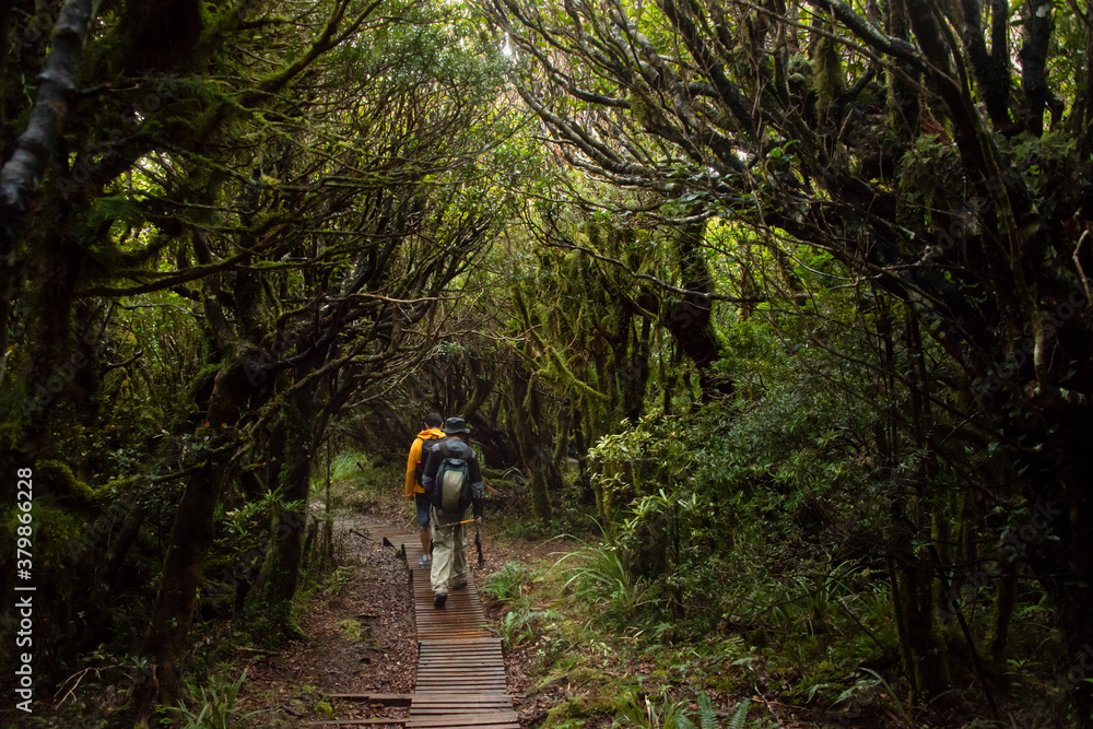 Walking in the lush green forest of Pouakai Crossing, Egmont National Park Walking in the lush green forest of Pouakai Crossing, Egmont National Park