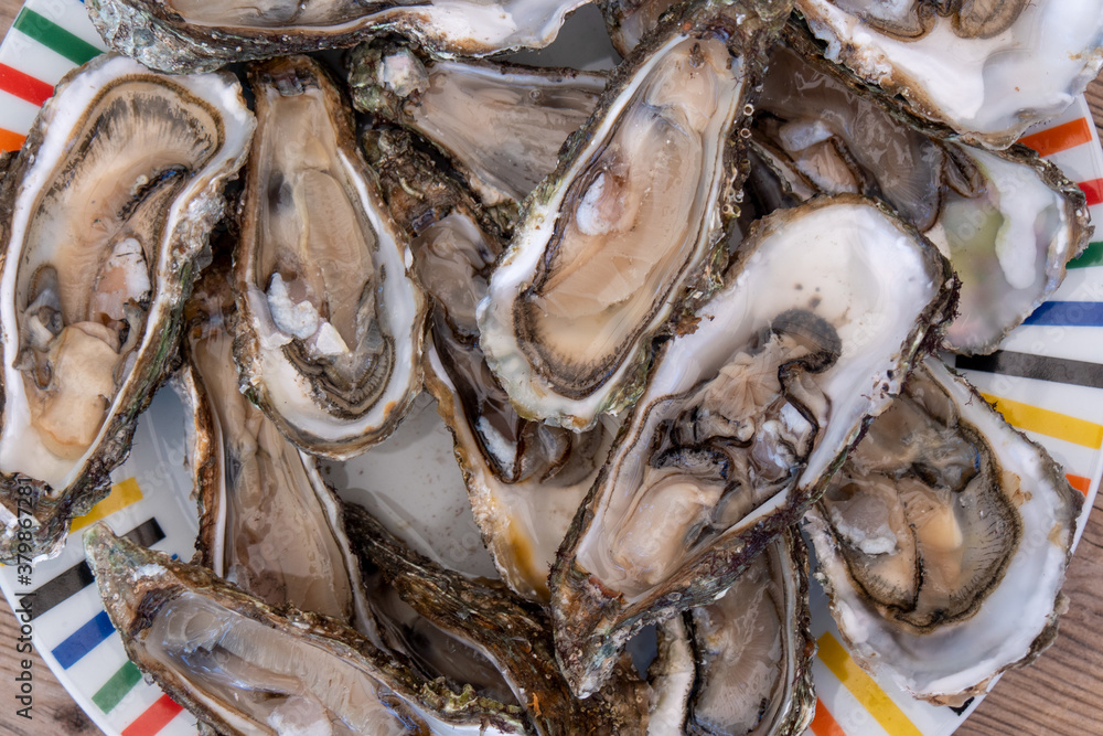 High angle view of oysters in plate High angle view of oysters in plate