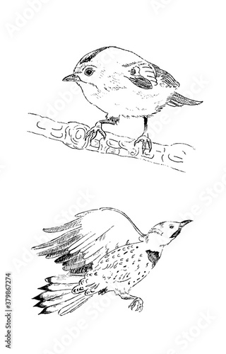 Sketch of a birds in graphic. Vector illustration of kinglet and woodpecker