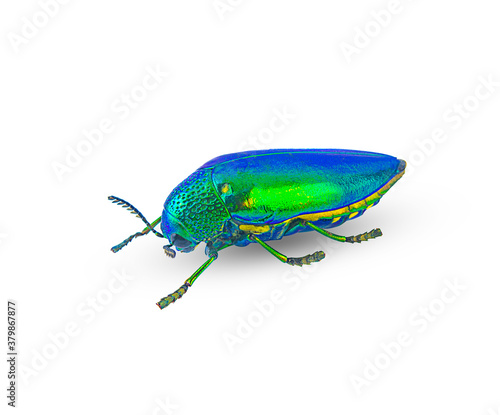 close-up Buprestis Beetle insect on a white background,isolated