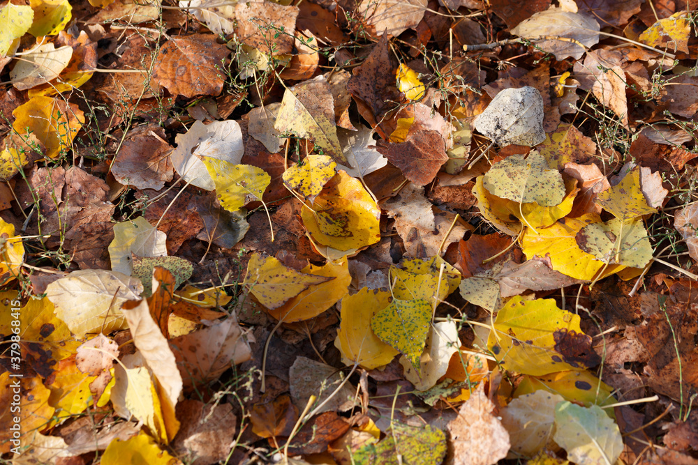 Colorful autumn leaves carpet under the soft october sun