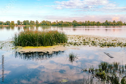 Scirpus plants and yellow waterlily in the Dnieper river in Kiev, Ukraine, at evening. photo