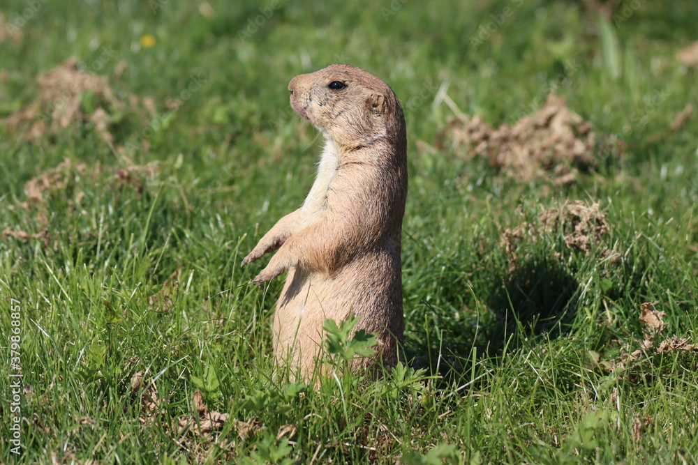 Fototapeta premium chien de prairie