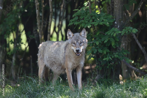 loup gris