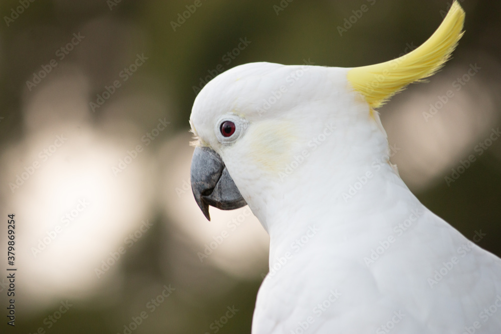 Cockatoo female headshot close up close up one animal Cockatoo female headshot close up close up one animal
