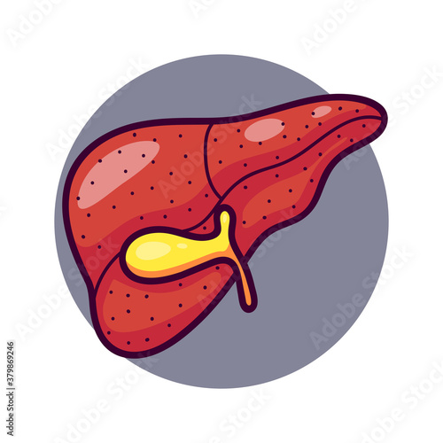 Human liver in cartoon style.  Liver logo or icon for medicine.  Isolated on white background there is a place for an inscription.  Human body blood filter