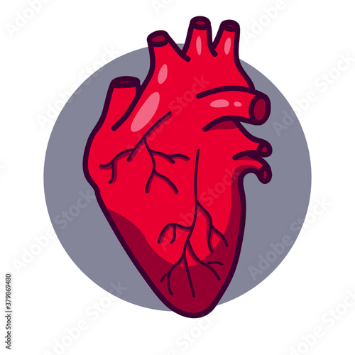 Human heart icon on gray circle.  The main organ of the circulatory system.  Heart in cartoon style.  Isolated on white background there is a place for an inscription
