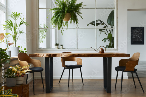 Stylish and botany interior of dining room with design craft wooden table  chairs  a lof of plants  big window  poster map and elegant accessories in modern home decor. Template.