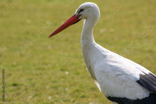 White stork in the grass