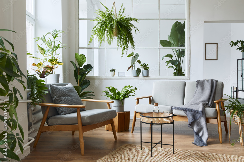 Fototapeta premium Modern scandinavian interior of living room with design grey sofa, armchair, a lot of plants, coffee table, carpet and personal accessories in cozy home decor. Template.