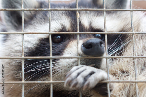 Raccoon in a cage close-up.