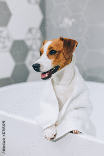Cute puppy Jack Russell Terrier with towel in a bathroom waiting for a bathing. © Inna