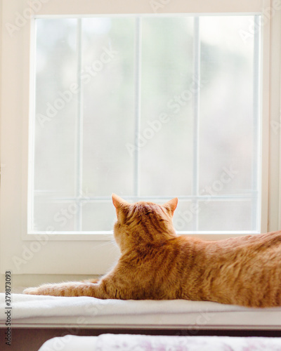 Ginger cat enjoying the sight out of home's window photo