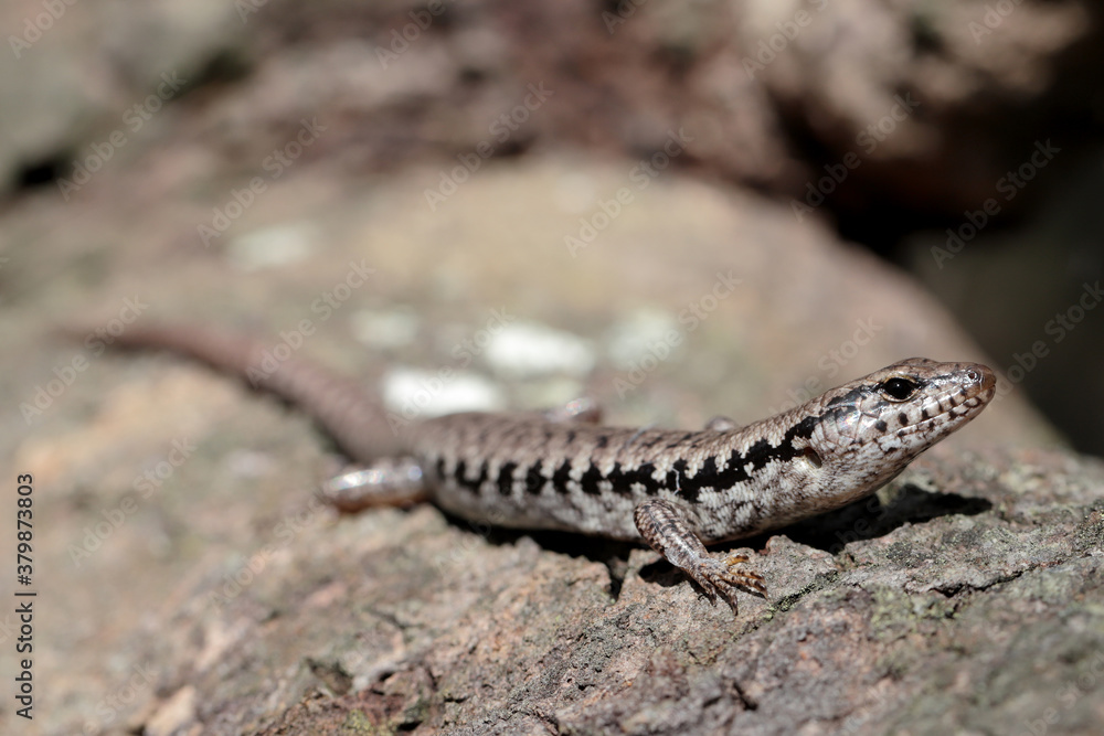 Bar-sided Skink basking on log Bar-sided Skink basking on log