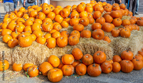 Many pumpkins on straw prepared for Halloween in a park