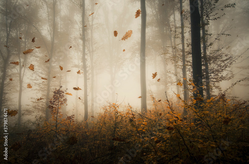 Fototapeta las jesień pejzaż park