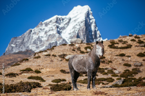 Horse in mountain