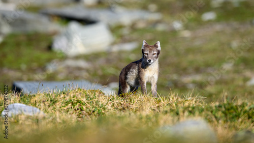 Wild Arctic mountain fox (Vulpes lagopus) in Dovre mountains, Norway, in sun outside den. © STUEDAL