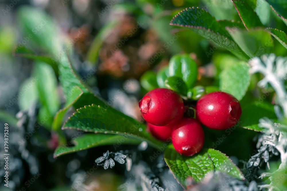 Green macro red cowberry berries and leaves