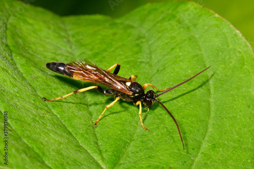 Gelbe Schlupfwespe (Amblyteles armatorius) - Ichneumon wasp photo