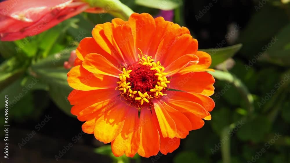 Zinnia orange flower close up on soft green background. Selective focus. Zinnia orange flower close up on soft green background. Selective focus.