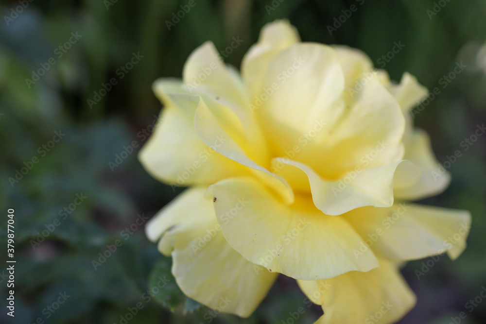 yellow flower