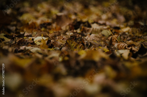Colorful fallen leaves carpet in autumn forest