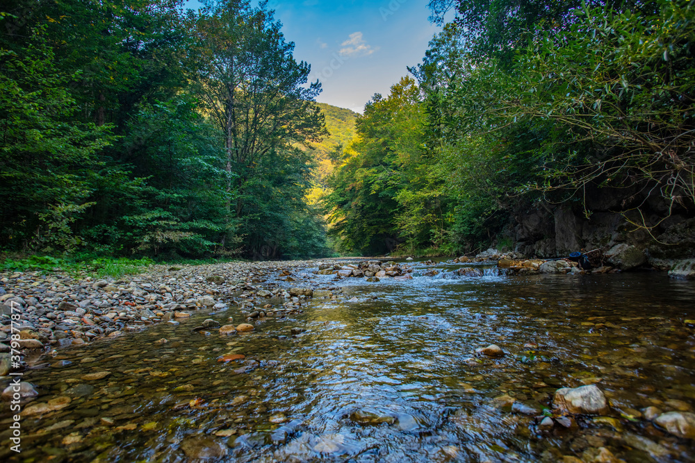 beautiful morning river in forest