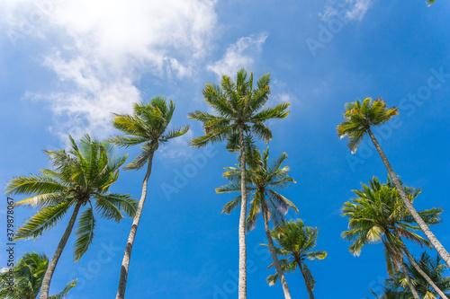 Coconut palm trees against blue sky