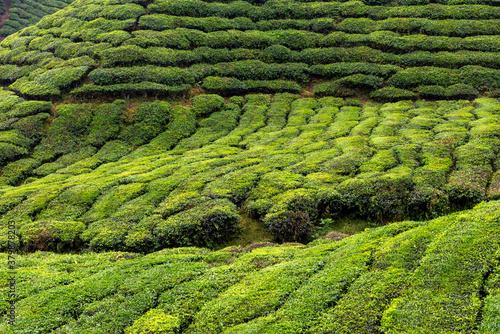 Views of tea plantation in Cameron highlands, Malaysia © Bisual Photo