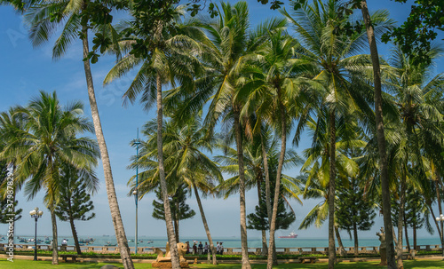 tropical view of coconut palm trees in front beach of Vung Tau city with waves, coastline in Vietnam
