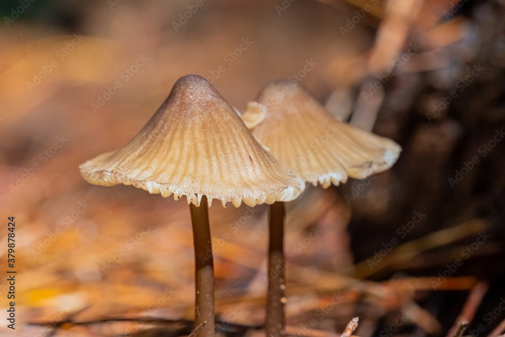 Close-up Mushrooms in a Pine Forest Plantation in Tokai Forest Cape Town Close-up Mushrooms in a Pine Forest Plantation in Tokai Forest Cape Town