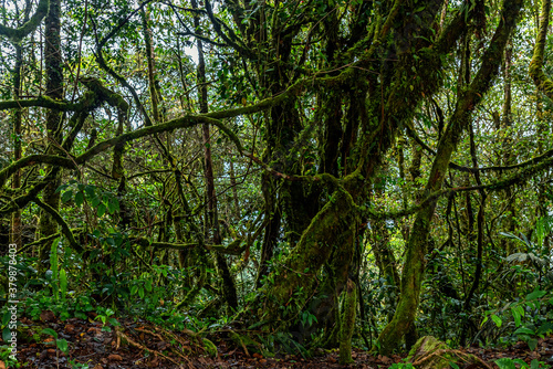 Mossy tree growing at the magic mossy forest in Cameron Highlands  Malaysia