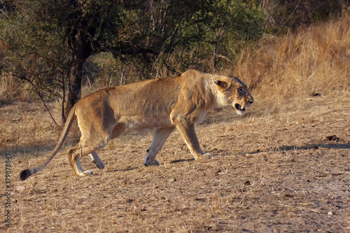 The lion (Panthera leo) this is Transvaal lion (Panthera leo krugeri), lioness stalking prey. The lioness is preparing to attack. Typical hunting behavior of a big cat. photo