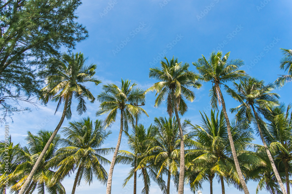 Coconut palm trees against blue sky Coconut palm trees against blue sky