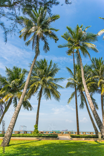 tropical view of coconut palm trees in front beach of Vung Tau city with waves, coastline in Vietnam