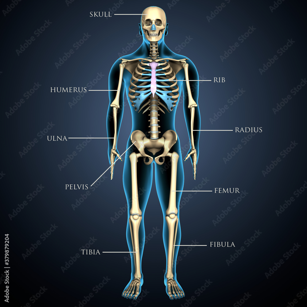3D Illustration of human skeleton anatomy.
3D Illustration of human skeleton anatomy.