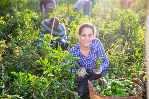 Smiling Hispanic female farmer harvesting ripe sweet peppers on farm field. Successful farming concept