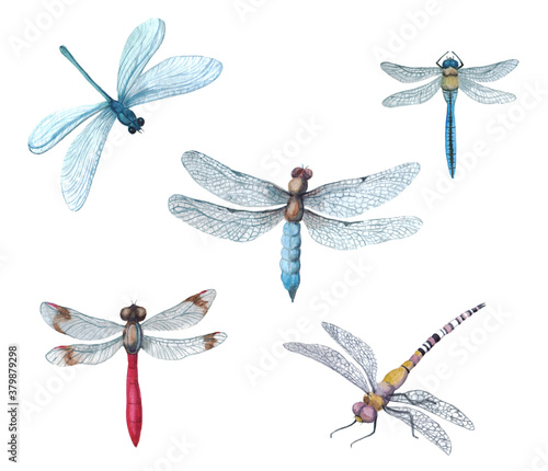 Watercolor set of dragonflies. Cute dragonflies on the branches on a white background. Illustration for factory printing. Insect logotope. Dragonfly logo