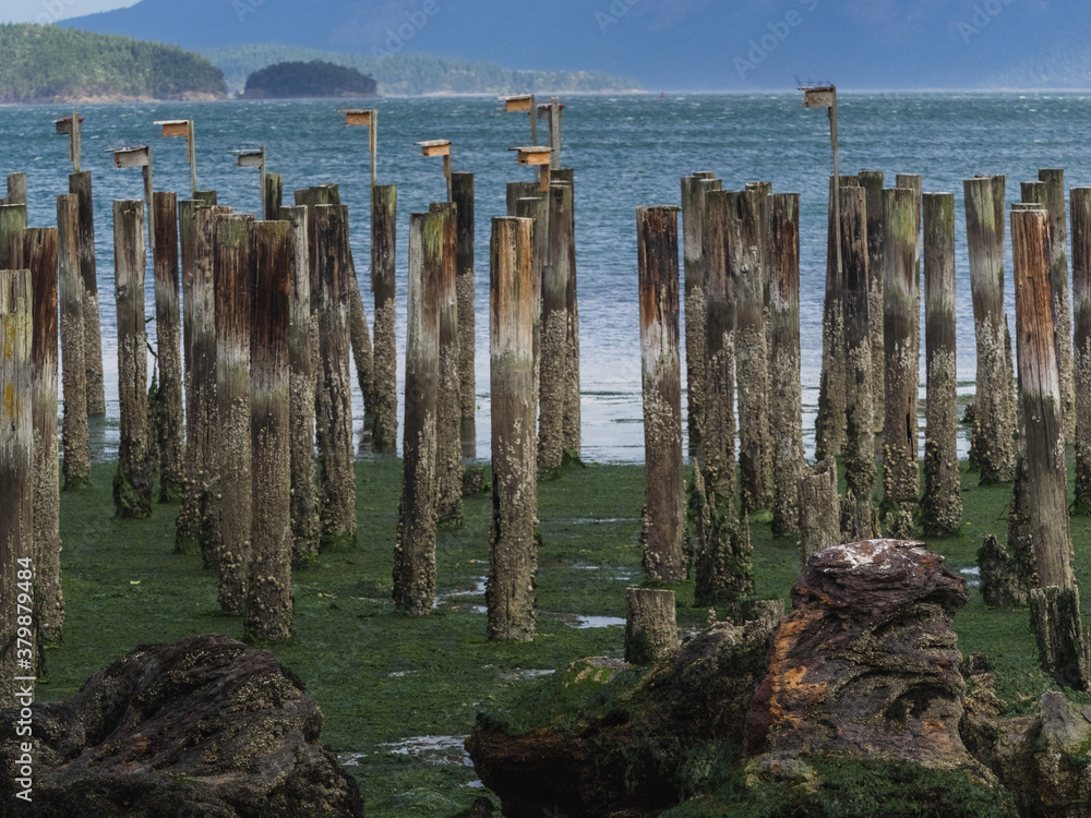 Bird Houses atop cement pilings by seaside,washington Bird Houses atop cement pilings by seaside,washington