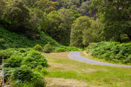 Irish forest