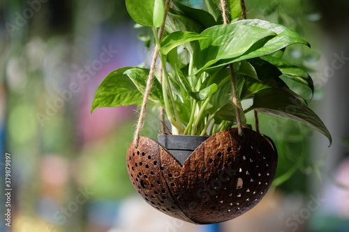 Hanging plant pot made of coconut shell