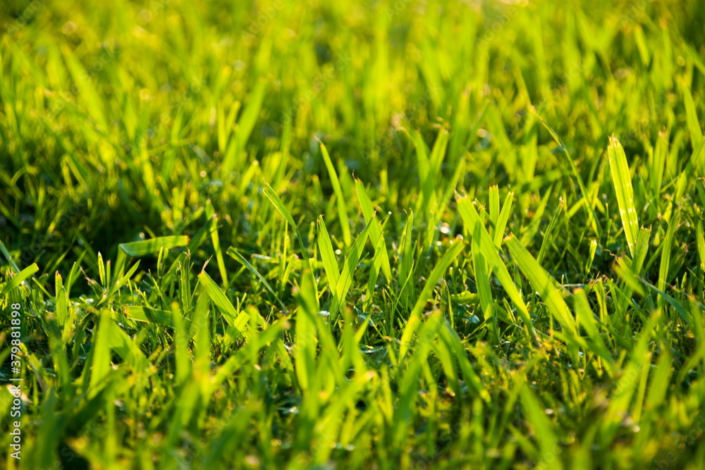 Fototapeta premium Beautiful grass details in summer in sunset