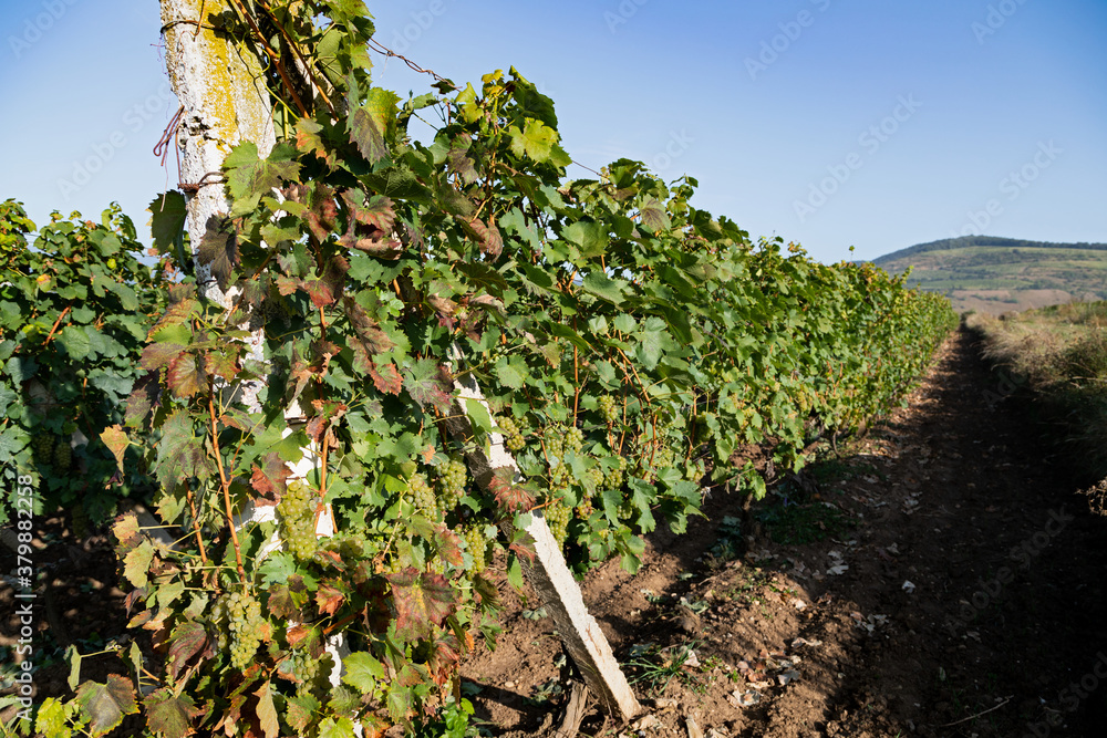 Fototapeta premium Vineyard in Romania