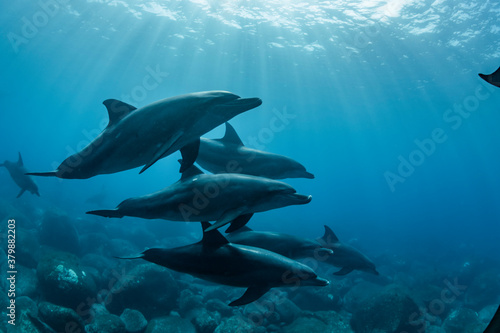 Dolphin © divedog